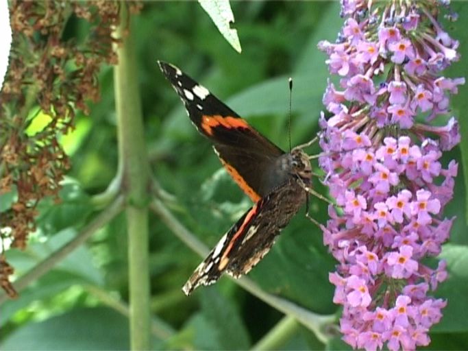 Admiral ( Vanessa atalanta ) auf Sommerflieder : Moers, in unserem Garten, 01.08.2007